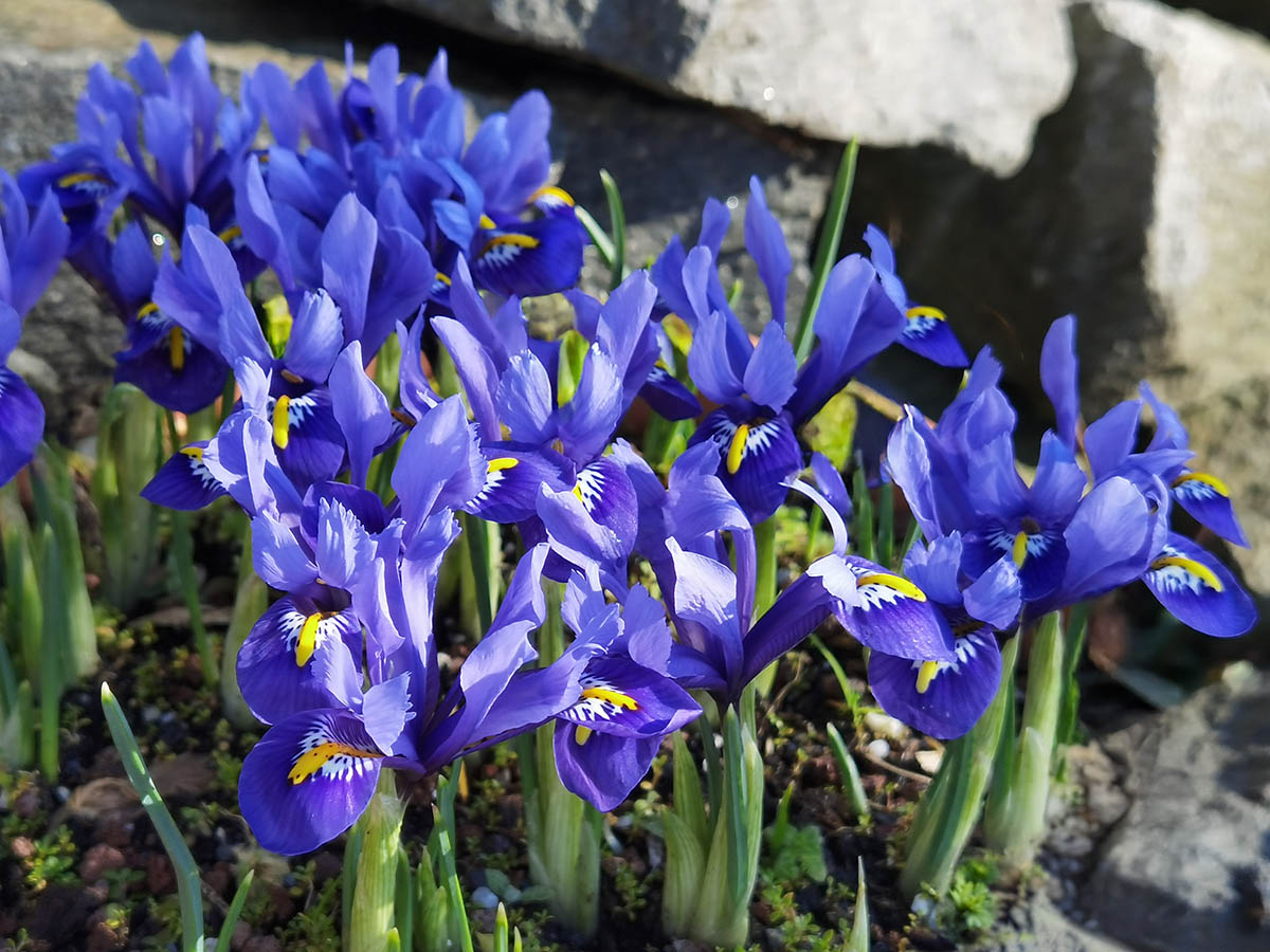 Iris reticulata photo